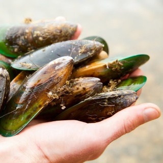 Balsam z małży zielonej nowozelandzkiej Perna Canaliculus (omułek zielonowargowy) 150 ml Sanct Bernhard