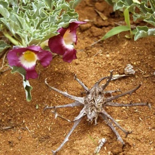 Balsam z wyciągiem z czarciego pazura 150 ml Sanct Bernhard