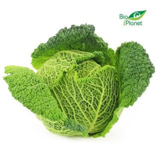 KAPUSTA WŁOSKA ŚWIEŻA BIO (około 0,80 kg)