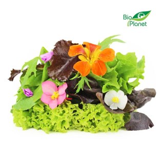 MIX SAŁAT ŚWIEŻY NIEMYTY BIO (POLSKA) (około 0,10 kg)