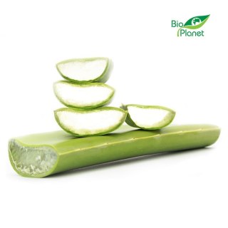 ALOES ŚWIEŻY BIO (około 0,40 kg)